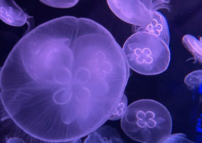 green and white jelly fish