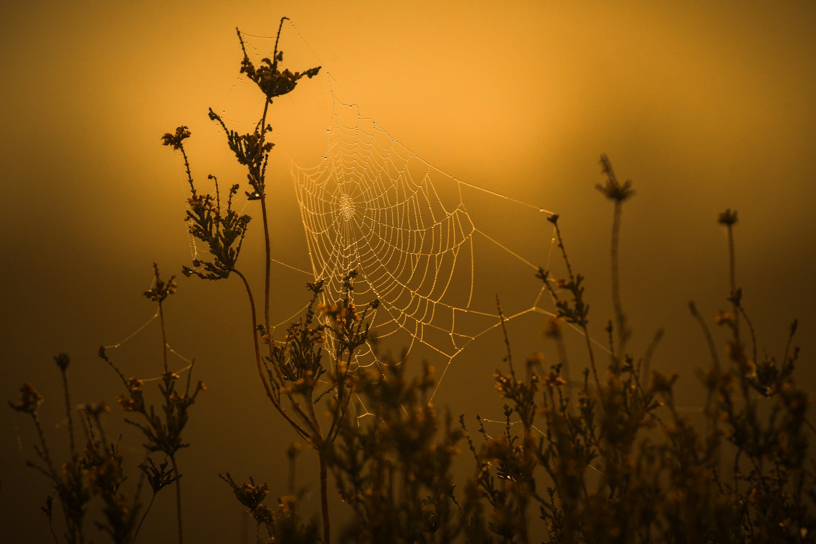 Dewdrops on a spiderweb at sunrise