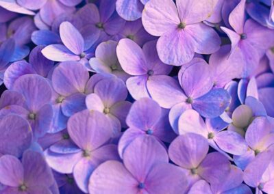 purple flowers with green leaves